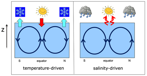 Illustratie van de thermohaliene oceaancirculatie als functie van breedtegraad en diepte, aangedreven door (links) alleen temperatuurverschillen of (rechts) alleen zoutverschillen aan het oppervlak.