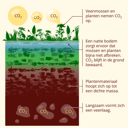 Schematische weergave hoe CO2 opname door mossen en planten in combinatie met natte omstandigheden kan leiden tot veenvorming. Aangepast van [11] door Thomas Hartman.