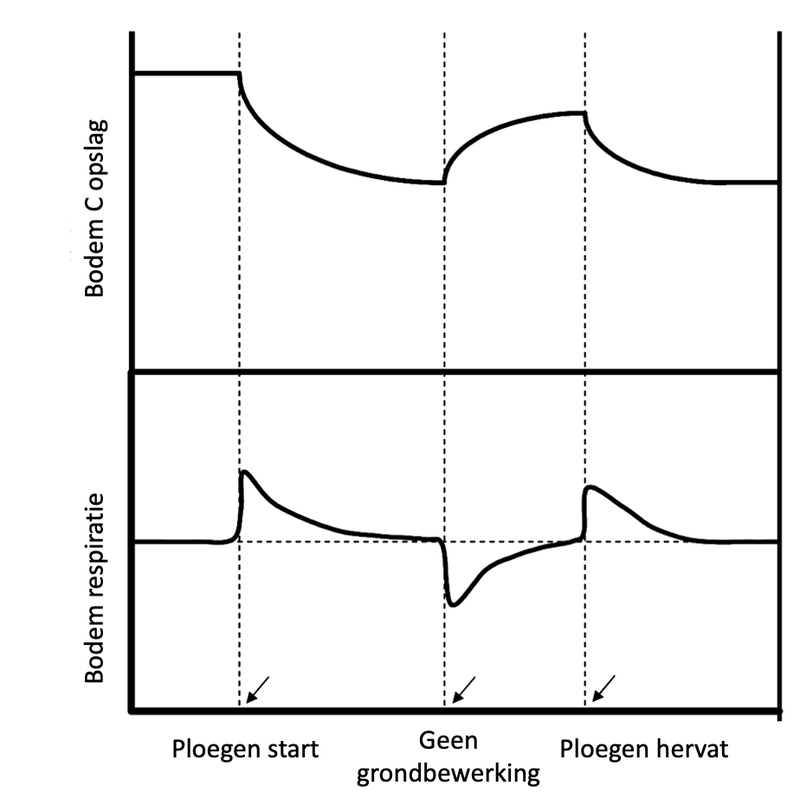 Fig. 2. Conceptuele voorstelling van de relatie tussen de opslag van bodemkoolstof en respiratie bij een constante aanvoer van koolstof (C). Ploegen zorgt voor een toename in respiratie en een verlies van bodemkoolstof. Uit Janzen 2006 [2]