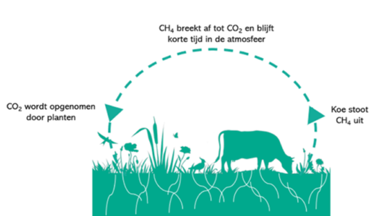 koolstofkringloopkoe