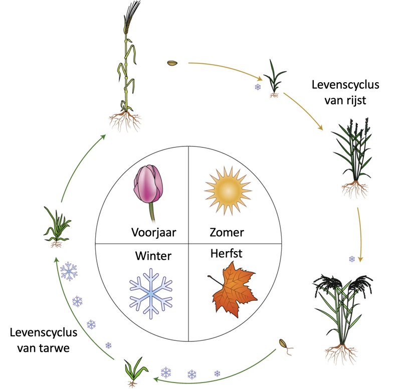 levenscyclus van granen