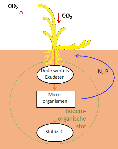 Fig. 1. Planten leggen CO2 vast door fotosynthese. Een deel van deze CO2 komt terecht in de bodem als dood blad- en stengelmateriaal, dode wortels, en wortelexudaten. Door microbiële verwerking worden voedingsstoffen als stikstof (N) en fosfor (P) vrijgemaakt voor plantengroei (blauwe pijl), en komt een groot deel van de koolstof (C) uit dit organisch materiaal terug in de atmosfeer (rode pijl). Een relatief klein deel blijft langdurig in de bodem vastgelegd als stabiele bodemorganisch koolstof, doordat deze verbindingen onbereikbaar worden voor verdere microbiële verwerking. Dat kan als kleine moleculen vastplakken aan bodemdeeltjes, of als kleine deeltjes worden omhuld door schimmeldraden en bodemdeeltjes.